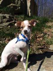 Chihuahua Dogs for adoption in Accident, MD, USA