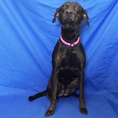 Small Catahoula Leopard Dog-Labrador Retriever Mix