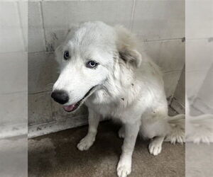 Great Pyrenees-Unknown Mix Dogs for adoption in San Bernardino, CA, USA