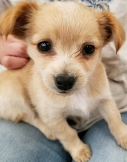 Chiranian Dogs for adoption in Colton, CA, USA
