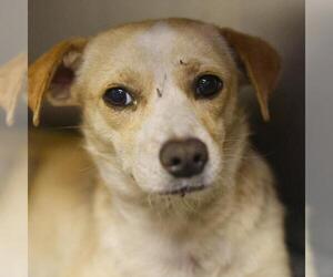 Mutt Dogs for adoption in San Antonio, TX, USA
