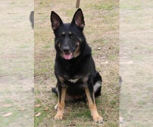 German Shepherd Dog Dogs for adoption in Bandera, TX, USA