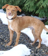 Medium Photo #1 Chiweenie Puppy For Sale in Rocky Mount, VA, USA
