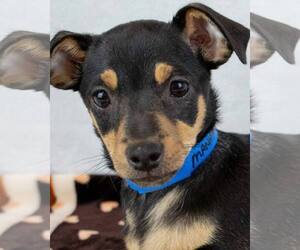 Chiweenie Dogs for adoption in Kennesaw, GA, USA