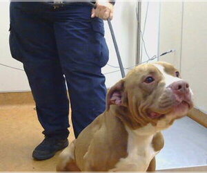 Mutt Dogs for adoption in Sacramento, CA, USA