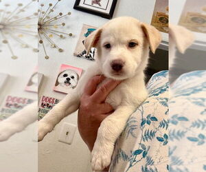 Huskies -Unknown Mix Dogs for adoption in Mesa, AZ, USA