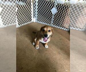 Beagle Dogs for adoption in Columbus, NC, USA