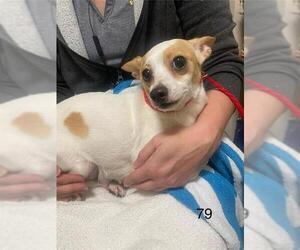 Chihuahua-Unknown Mix Dogs for adoption in Pasadena, TX, USA