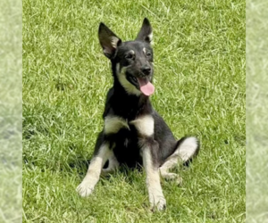 German Shepherd Dog-Unknown Mix Dogs for adoption in Brewster, NY, USA