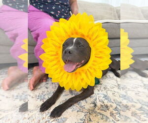 Bulldog-Staffordshire Bull Terrier Mix Dogs for adoption in Decatur, GA, USA