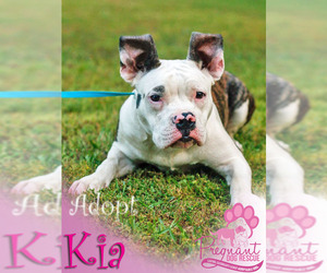 Bulldog Dogs for adoption in Griffin, GA, USA