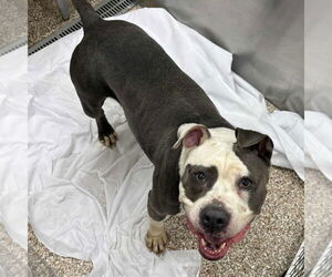 American Pit Bull Terrier Dogs for adoption in Martinsburg, WV, USA