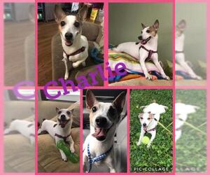 Jack-Rat Terrier Dogs for adoption in aurora, IL, USA