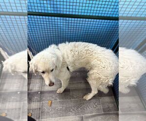 Great Pyrenees-Unknown Mix Dogs for adoption in Calgary, Alberta, Canada