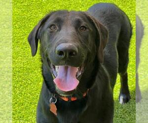 Golden Labrador Dogs for adoption in San Diego, CA, USA