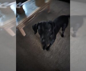 Mastador Dogs for adoption in Ogden, UT, USA