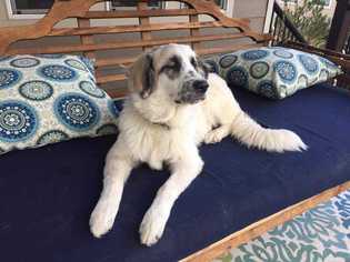 Anatolian Shepherd-Great Pyrenees Mix Dogs for adoption in Azle, TX, USA