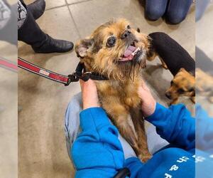 Brussels Griffon Dogs for adoption in FAIRLAWN, OH, USA