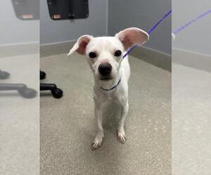 Chihuahua-Unknown Mix Dogs for adoption in Las Vegas, NV, USA