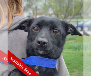 Chiweenie Dogs for adoption in Huntley, IL, USA