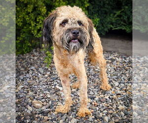 - Mix Dogs for adoption in Albuquerque, NM, USA