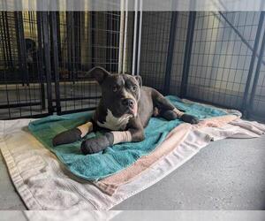 American Pit Bull Terrier Dogs for adoption in Bakersfield, CA, USA