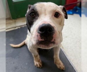American Pit Bull Terrier-Unknown Mix Dogs for adoption in Anchorage, AK, USA