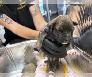 German Shepherd Dog-Unknown Mix Dogs for adoption in Visalia, CA, USA