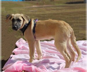 Black Mouth Cur-Unknown Mix Dogs for adoption in Longview, TX, USA