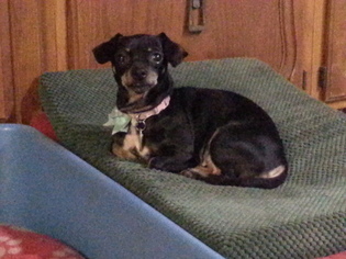 Chiweenie Dogs for adoption in Grantville, PA, USA