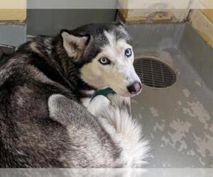 Siberian Husky Dogs for adoption in Tulsa, OK, USA