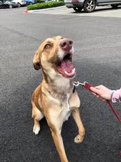 Australian Kelpie Dogs for adoption in Bellevue, WA, USA