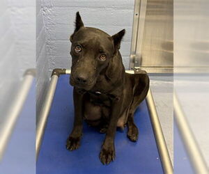 Mutt Dogs for adoption in Downey, CA, USA