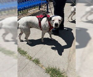 Dalmatian Dogs for adoption in Stockton, CA, USA