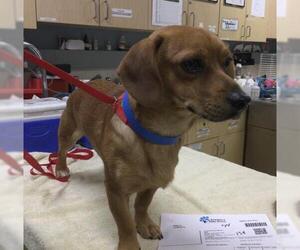 Dachshund Dogs for adoption in Riverside, CA, USA