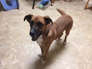Mutt Dogs for adoption in Pierceton , IN, USA