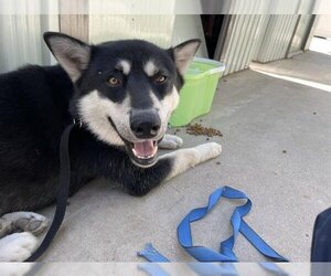 Siberian Husky Dogs for adoption in Riverside, CA, USA