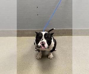 American Pit Bull Terrier-Unknown Mix Dogs for adoption in Las Vegas, NV, USA