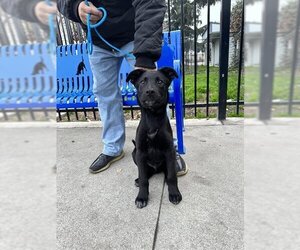 Shepradors Dogs for adoption in Stockton, CA, USA