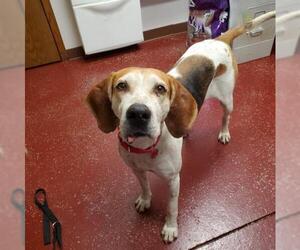 Treeing Walker Coonhound Dogs for adoption in Fargo, ND, USA