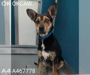 Mutt Dogs for adoption in Oklahoma City, OK, USA