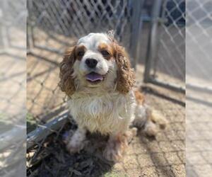 Cavalier King Charles Spaniel Dogs for adoption in Mundelein, IL, USA