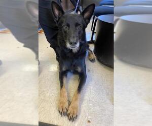 German Shepherd Dog-Unknown Mix Dogs for adoption in San Antonio, TX, USA