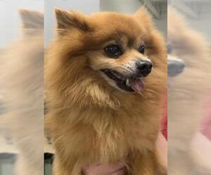 Pomeranian Dogs for adoption in Springfield, MA, USA