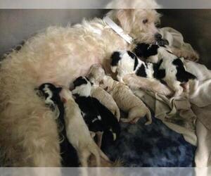 Mutt Dogs for adoption in Riverside, CA, USA