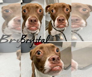 American Staffordshire Terrier-Unknown Mix Dogs for adoption in Pierceton , IN, USA