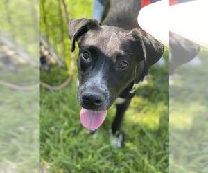 Borador Dogs for adoption in Pensacola, FL, USA
