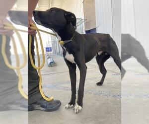 American Pit Bull Terrier Dogs for adoption in Bakersfield, CA, USA
