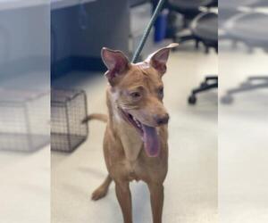 Pharaoh Hound Dogs for adoption in Corona, CA, USA