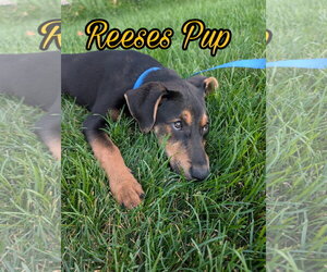 Shepweiller Dogs for adoption in Sandy, UT, USA